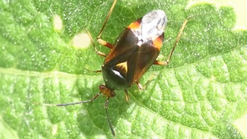 Réf. 274 281 : Deraeocoris ruber
